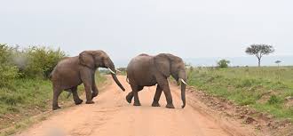 African Safari Tours