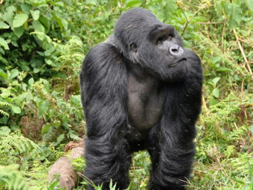 Gorilla and chimpanzee trekking Uganda