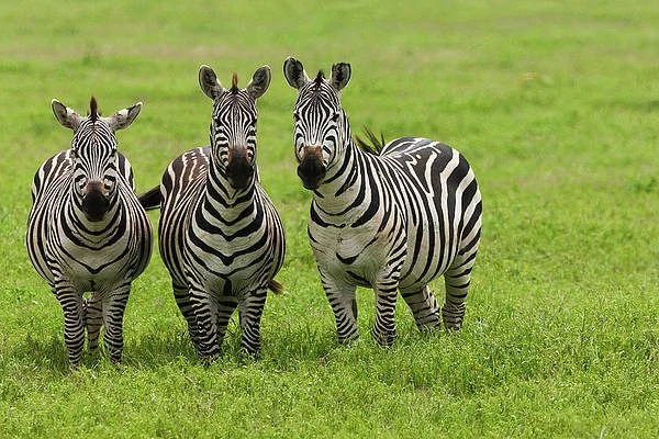 Photography Safaris