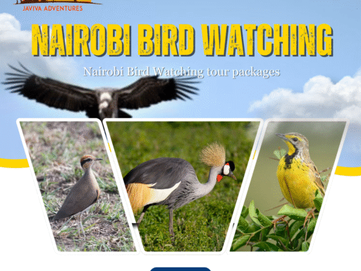 Nairobi bird watching
