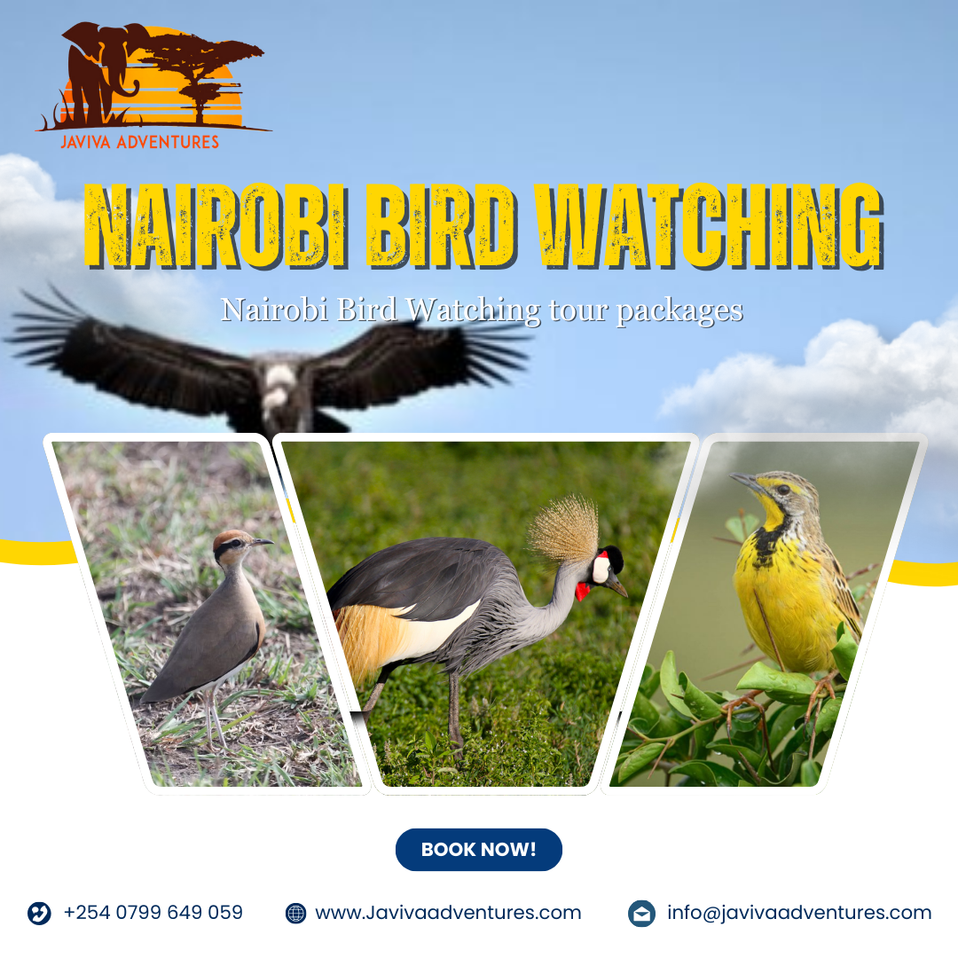 Nairobi bird watching
