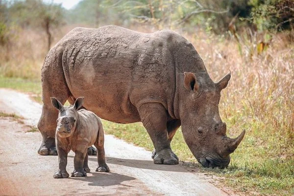 Photography Safaris