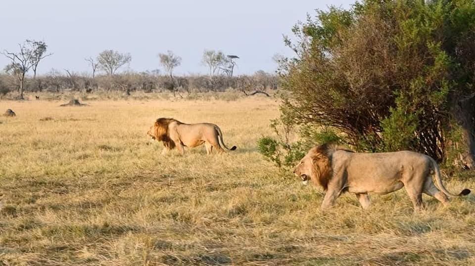 best Tanzania safari packages