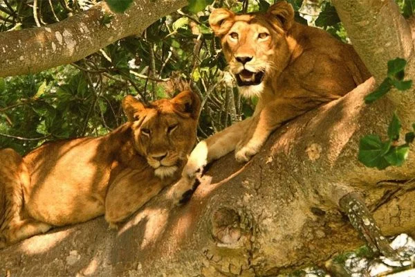 East Africa Safaris
