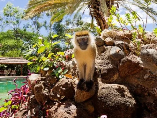 monkey-at-amboseli-sopa-lodge-pvnwy63i0mdfkhh9xwx7rv60tsx2shdk0qvoxizzq8