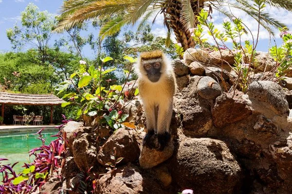 monkey-at-amboseli-sopa-lodge-pvnwy63i0mdfkhh9xwx7rv60tsx2shdk0qvoxizzq8