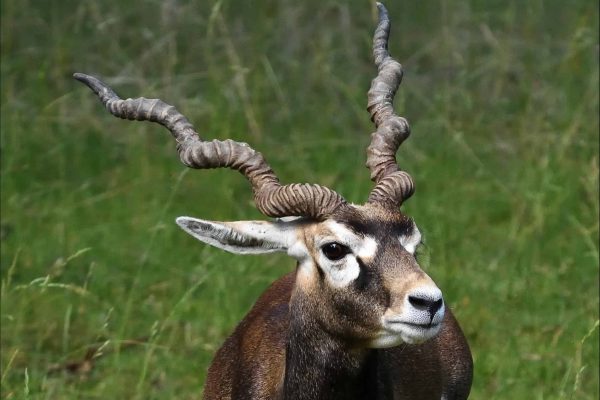 Africa Wildlife Safaris