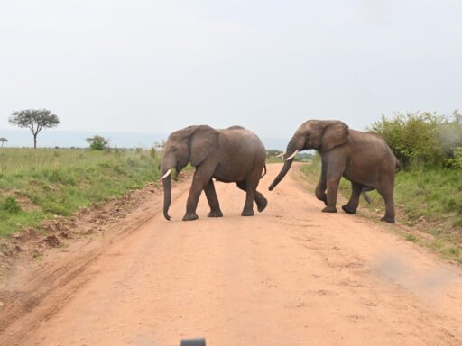 Best Time to Visit Masai Mara