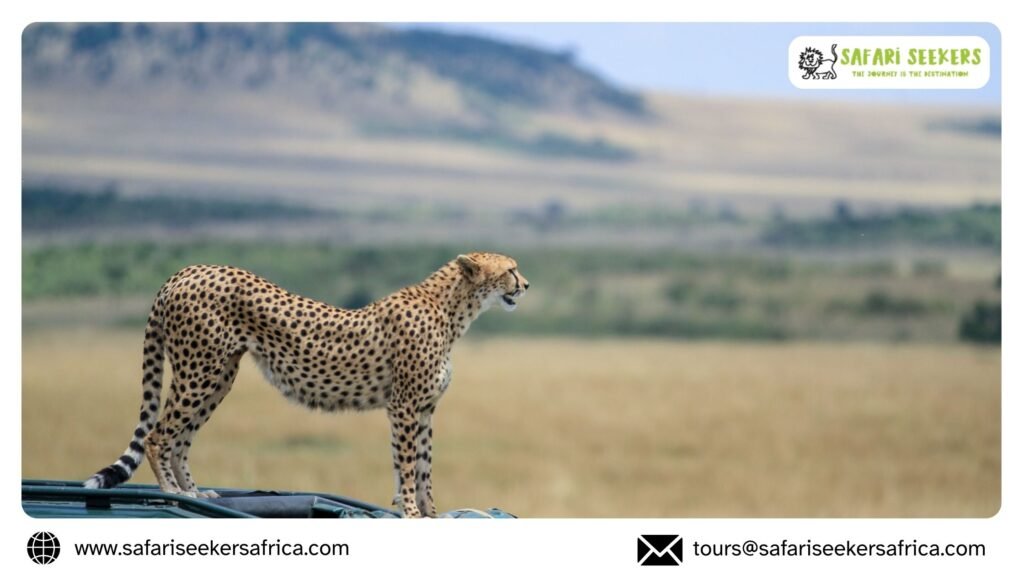 Photography Safaris