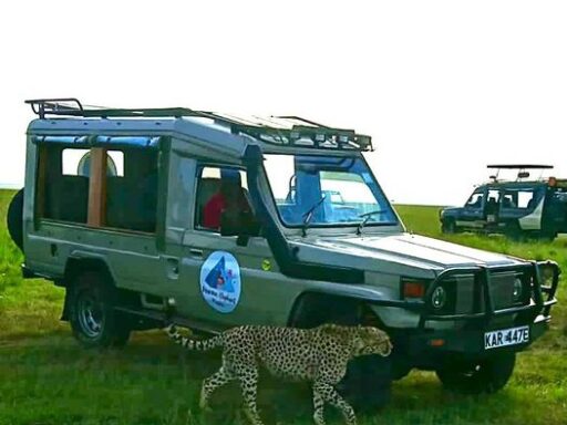 African Safari Tours