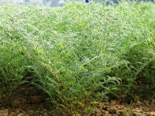 Green Cardamom Exporter from India