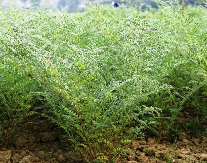 Green Cardamom Exporter from India