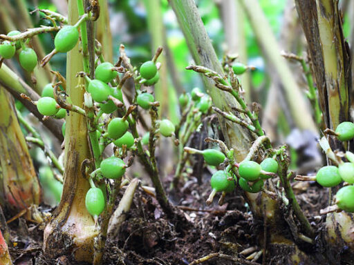 Best Green Cardamom Exporter